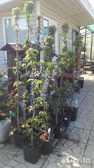 Яблоня колоновидная (5 лет)