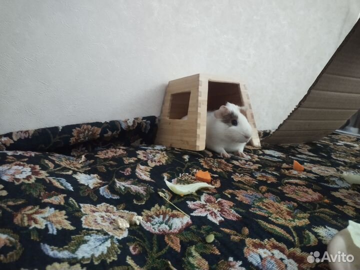 Морская свинка мальчик 2,5 мес