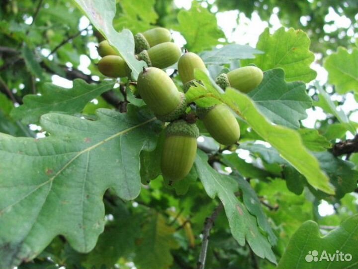 Листья дуба