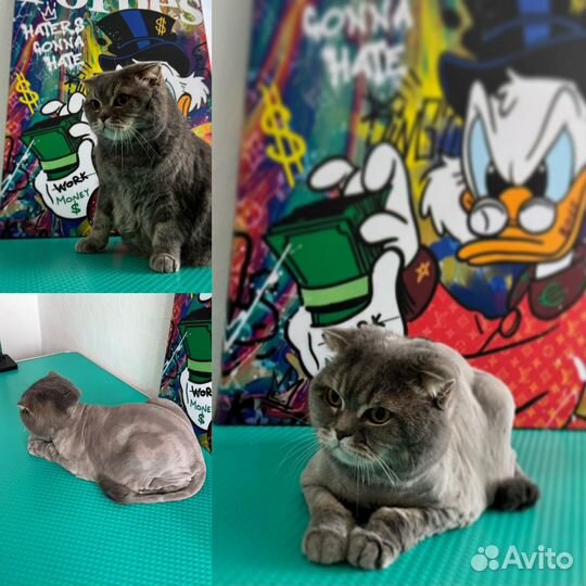 Стрижка собак и кошек, груминг Зоосалон