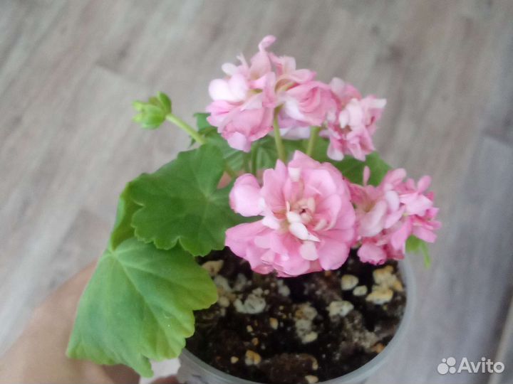 Меняю Герань на фиалку