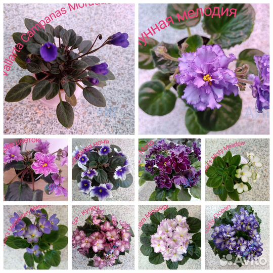 Фиалки сортовые