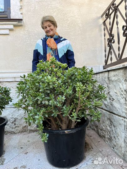 Толстянка денежное дерево