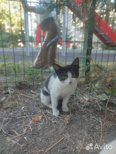Отдам прекрасных котят, 4 месяца