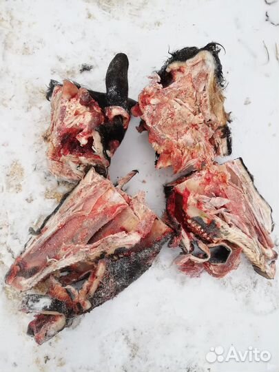 Голова говяжья для собак