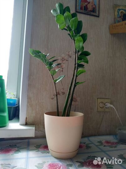 Замиокулькас