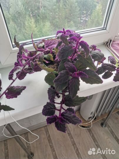 Комнатные цветы