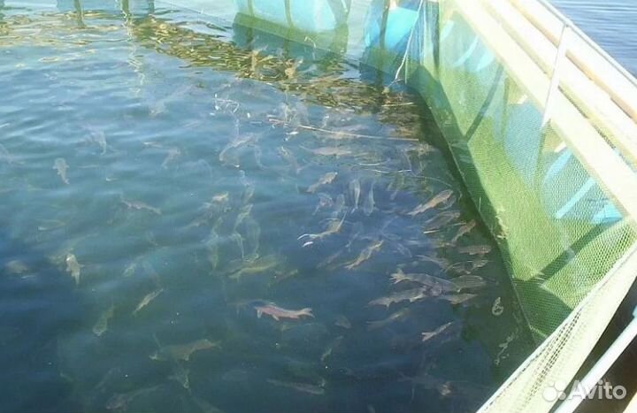 Садок Разведение Рыбы Садки для Рыбы Поплавки Дели