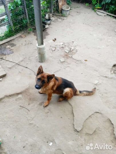 Немецкая овчарка