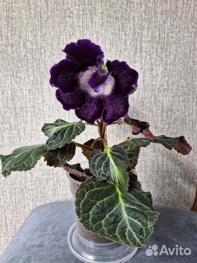 Глоксиния цветущая