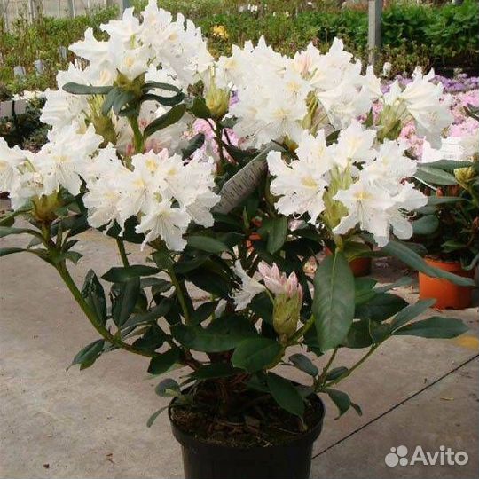 Рододендрон разные сорта