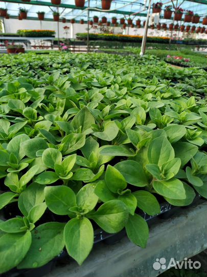 Рассада ампельной кустовой петунии бархатцев