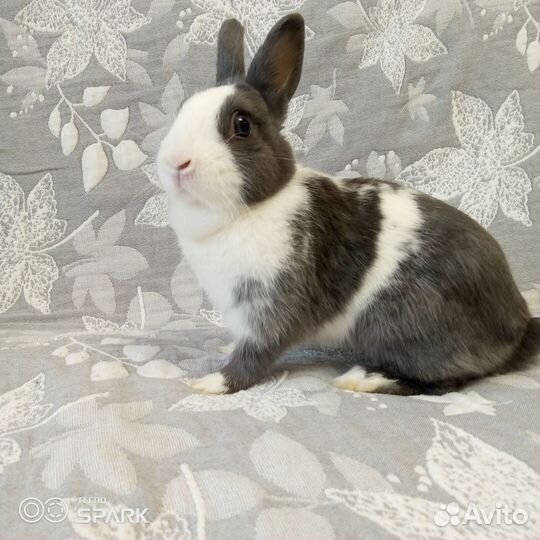 Карликовый кролик