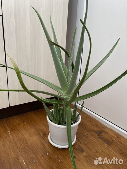 Фикус, алоэ, пеперомия, каланхоэ