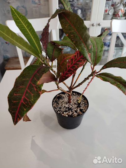 Суккуленты и другие