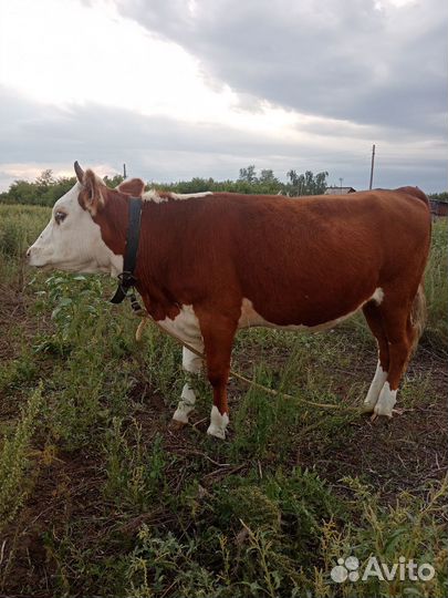 Продам крс