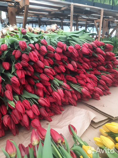 Тюльпаны к 8 марта