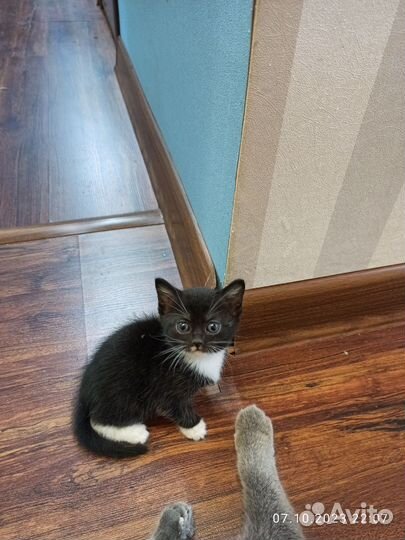 Котята в добрые руки