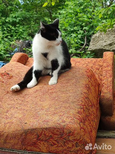 Тётя Мотя 1 год, стерилизована в добрые руки