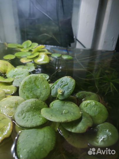 Растения, грунт