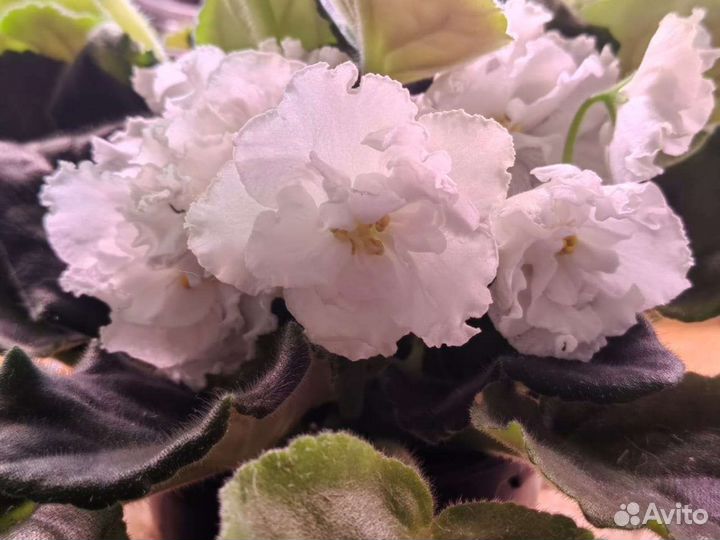 Цветущие фиалки