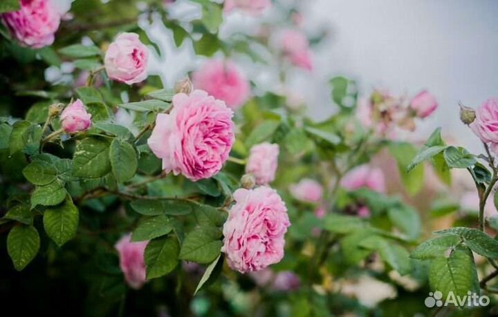 Чайная роза