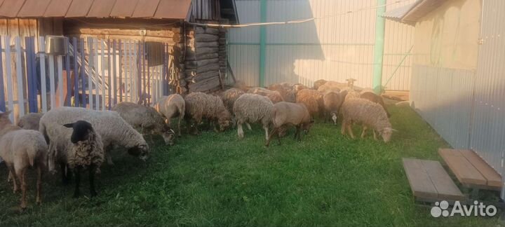 Овцы бараны