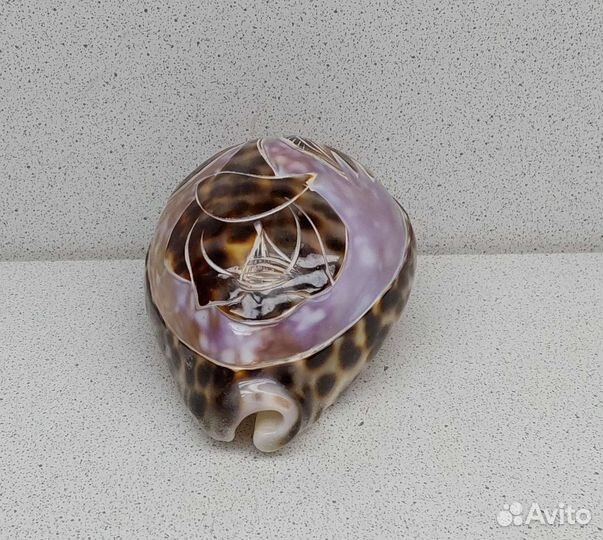 Ципрея роза 9,3 морской сувенир подарок