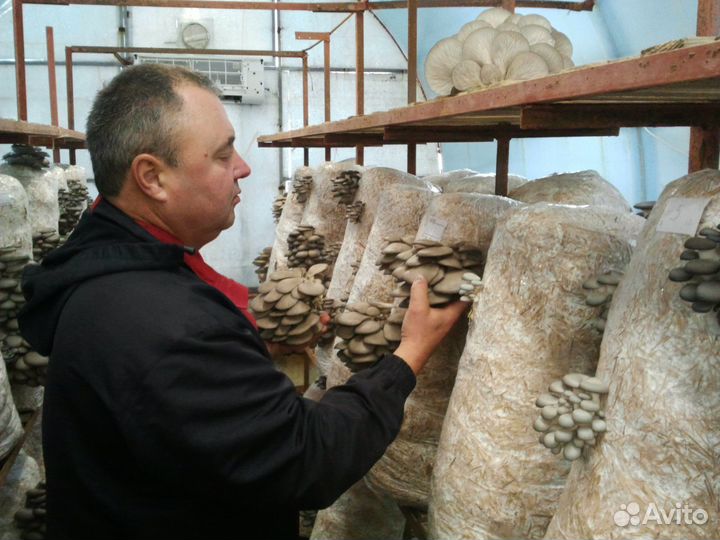 Грибные блоки вешенка