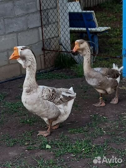 Холмогорские гуси