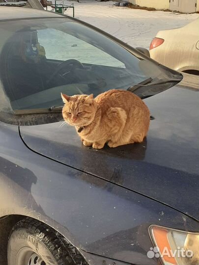 Кот рыжий потерялся