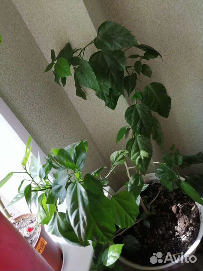 Комнатные цветы