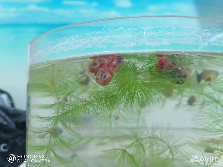 Улитки катушка аквариумные