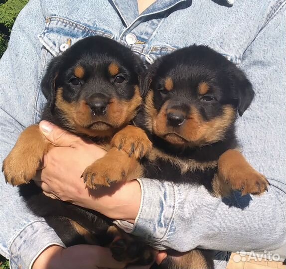 Щенки ротвейлера