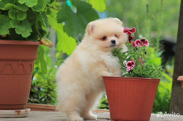 Мальчик крем с РКФ