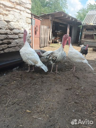 Индюки на племя