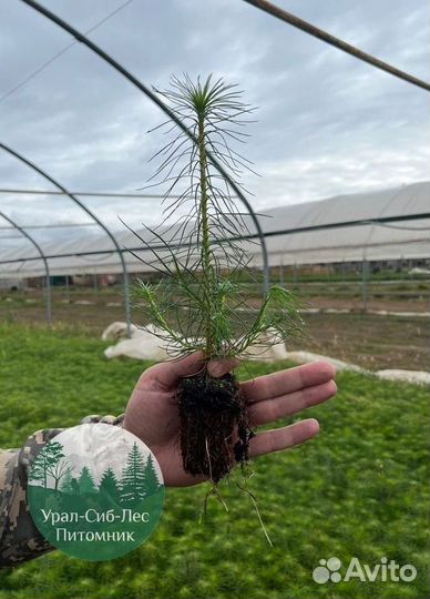 Зкс и окс Сосна Ель Лиственница сеянцы Голуб горн