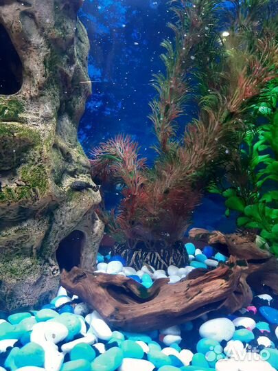 Сомики анциструсы