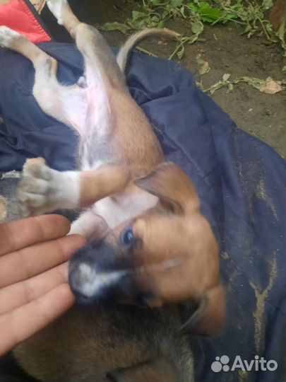 Отдам щенков