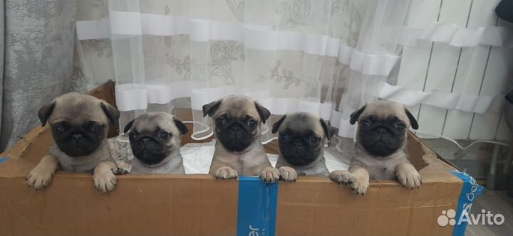 Щенки мопса