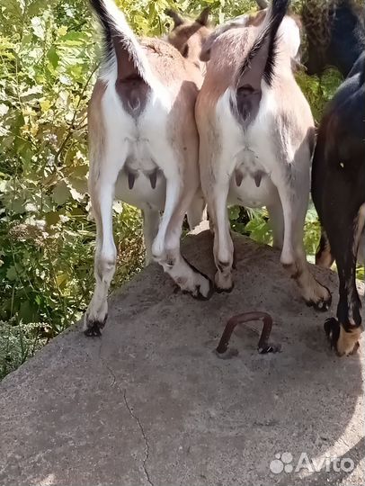 Козочки альпонубийские