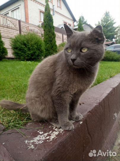 Кот в добрые руки