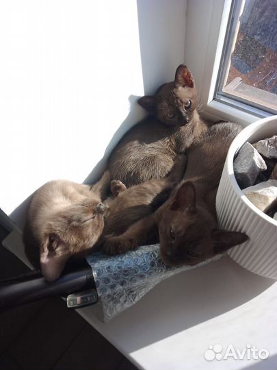 Бурманская кошка