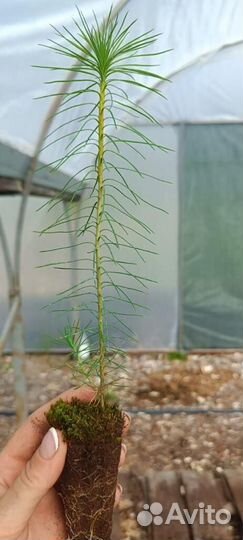 Саженцы ели европейской зкс от производителя