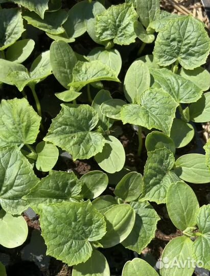 Рассада огурцов