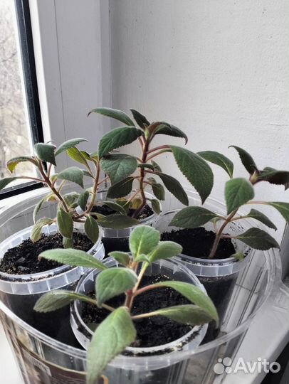 Цветок корелия