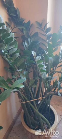 Замиокулькас, фикусы