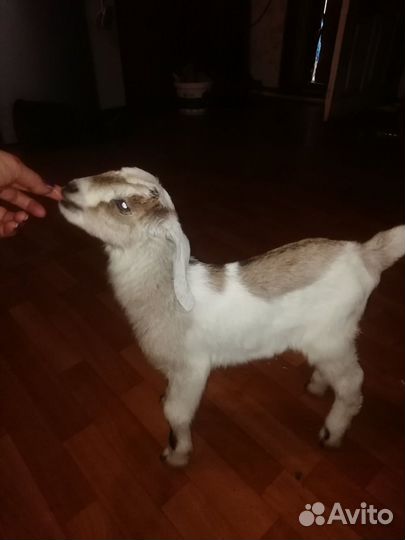 Козочка камори, козёл нубийский, козлики