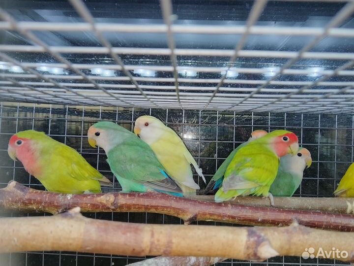 Попугай волнистик,какарик,неразлучник