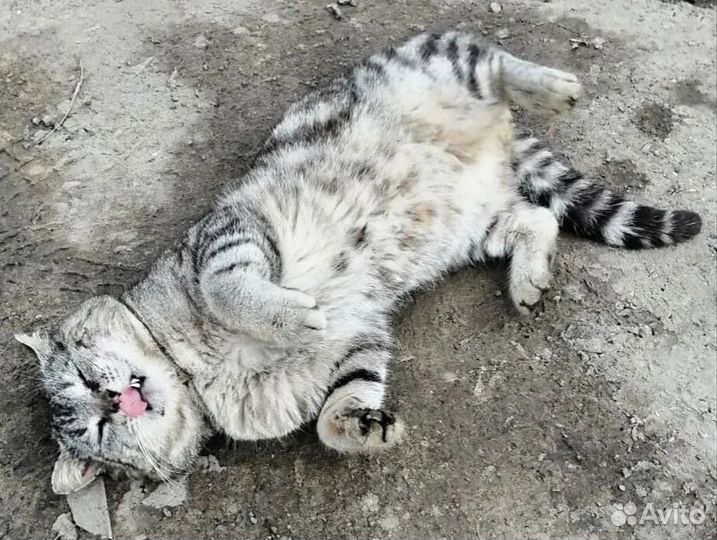 Кот в добрые руки